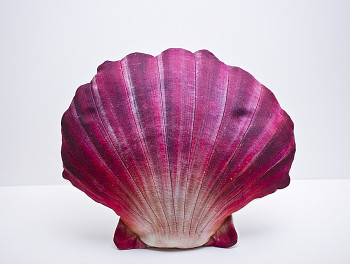 Scallop red - 45 cm