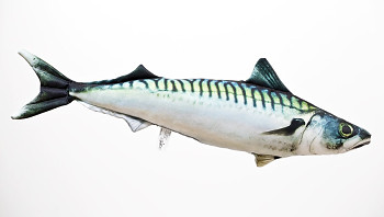 Atlantic Mackerel - 60 cm pillow