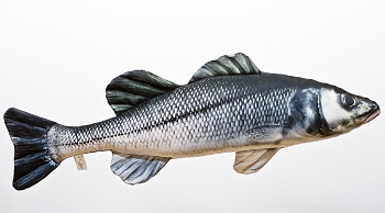 European Sea Bass - 70 cm pillow