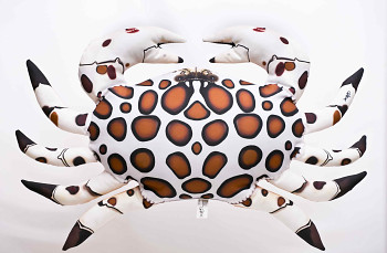 Calico Crab - 60 cm