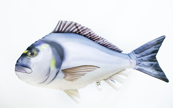 Gilthead Sea Bream - 60 cm pillow