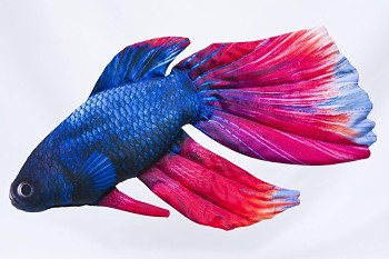 Siamese Fighting Fish - 53 cm pillow