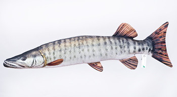 Pike muscalunga (american)  - 80 cm