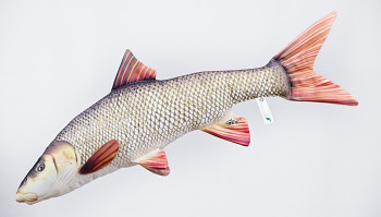 Common barbel - 80 cm