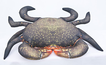 Giant mud crab - 60 cm pillow