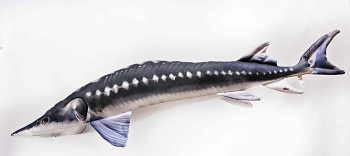 European Sturgeon - 36 cm